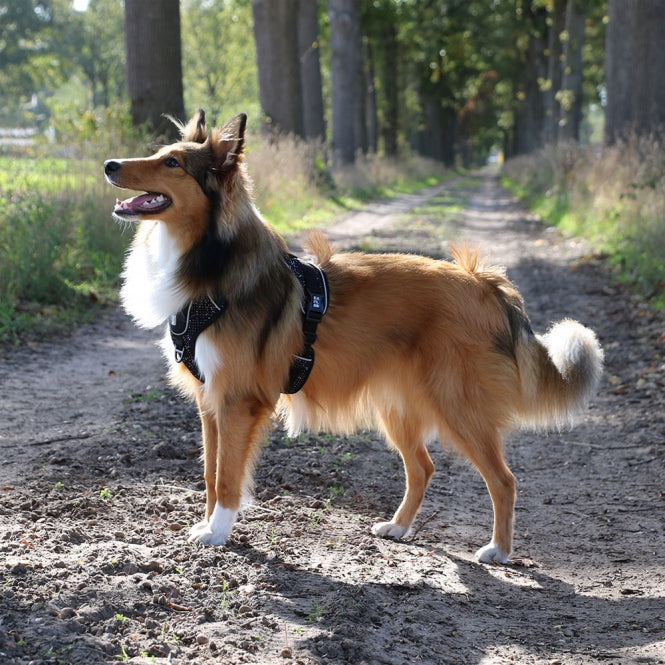 Hundegeschirre
