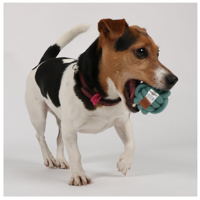 Ball für Hunde