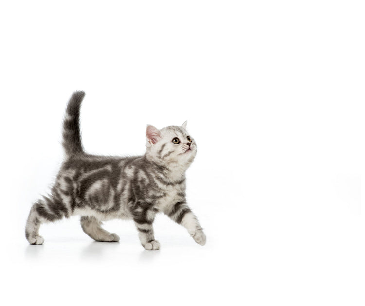 Katzenzubehör