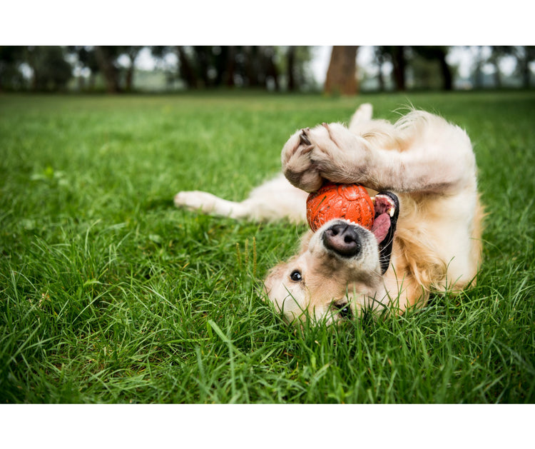 Hundespielzeuge