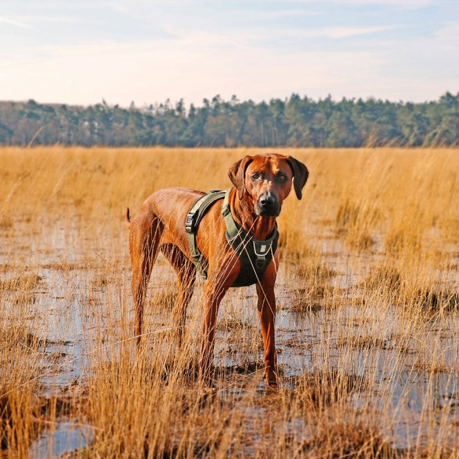 Duvoplus EXPLOR Ultimate Fit No-Pull-Geschirr