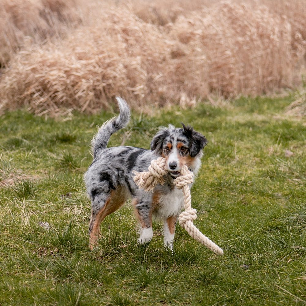 Spielseil „Sisal-Cotton-Mix“ – Natürliches Spielvergnügen & Zahnpflege!