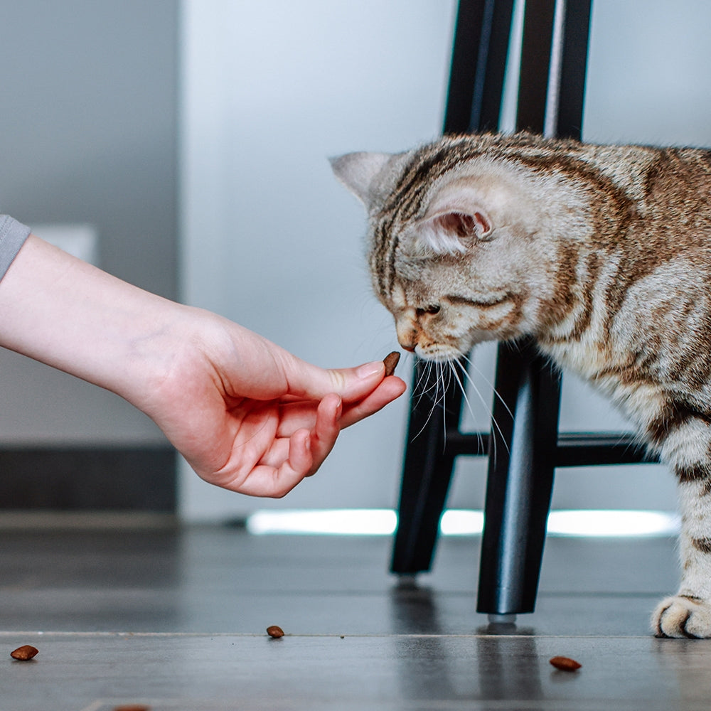 StarSnack Crushy Anti-Hairball – Cremig gefüllt. Funktional wirksam. Für weniger Haarballen.
