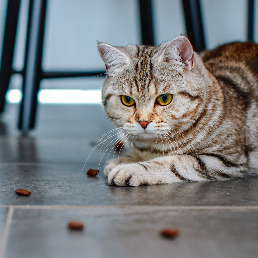 StarSnack Crushy Anti-Hairball – Cremig gefüllt. Funktional wirksam. Für weniger Haarballen.