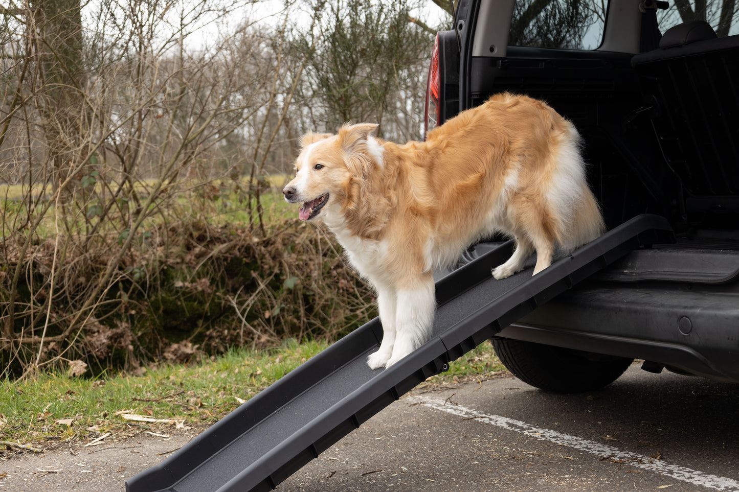 Hunderampe Svea Schwarz – Die ideale Hilfe für deinen Hund