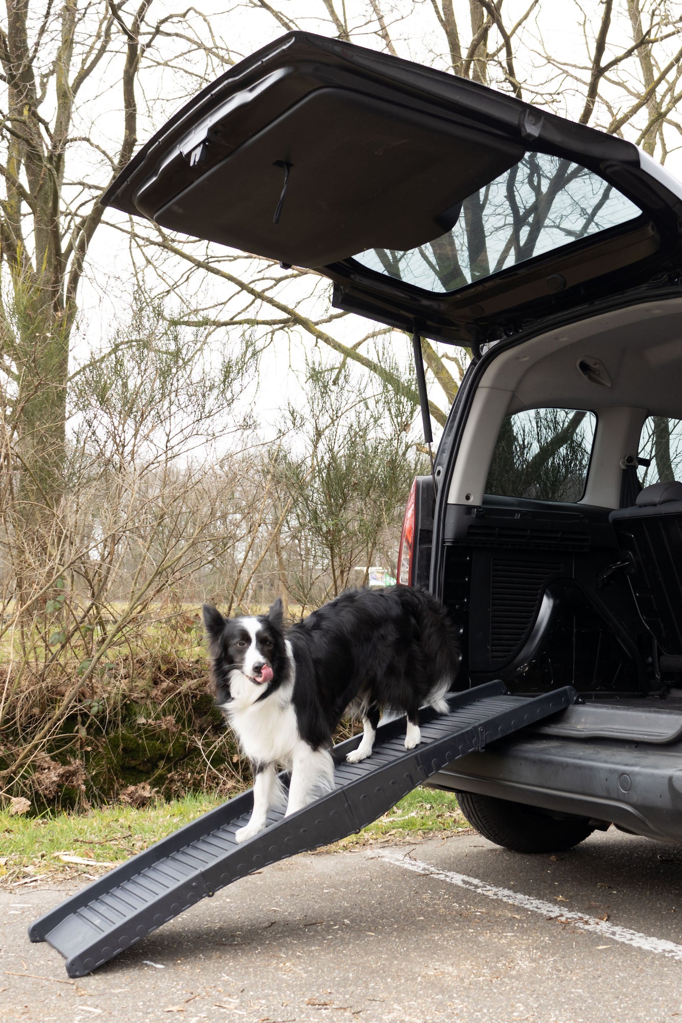 Hunderampe Dim – Die praktische Ein- und Ausstiegshilfe für Ihren Hund