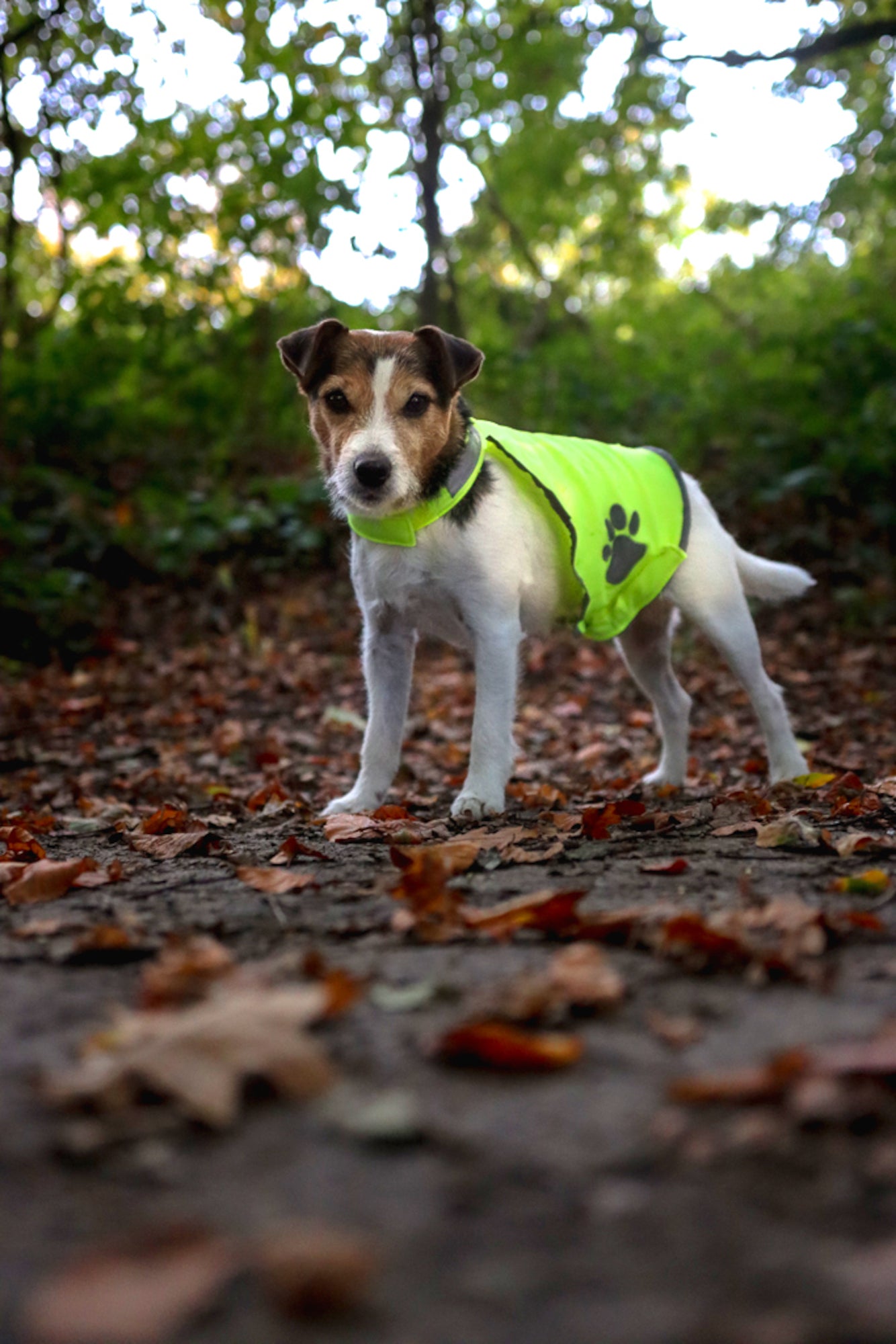 Fluoreszierende Sicherheitsweste für Hunde