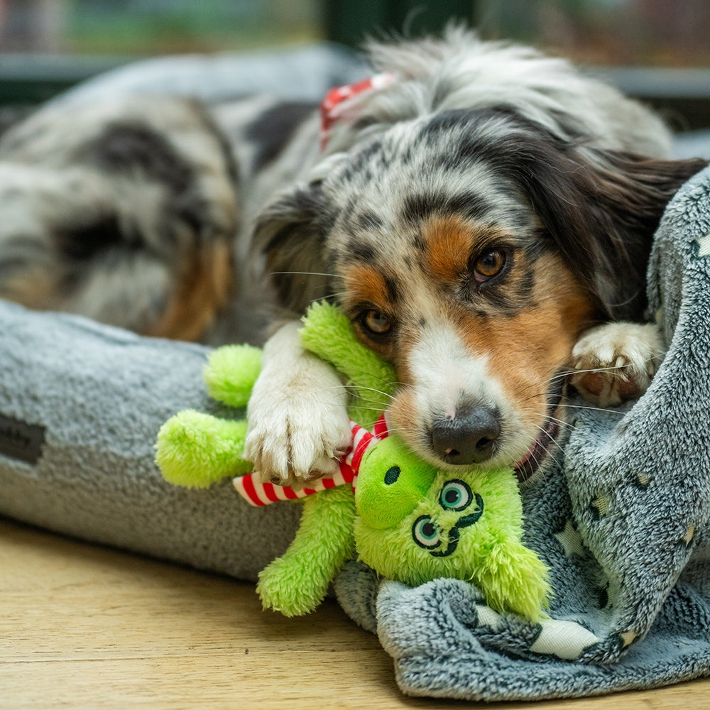 Plüsch „Grimo“ – Weihnachtlicher Spielspaß für deinen Hund