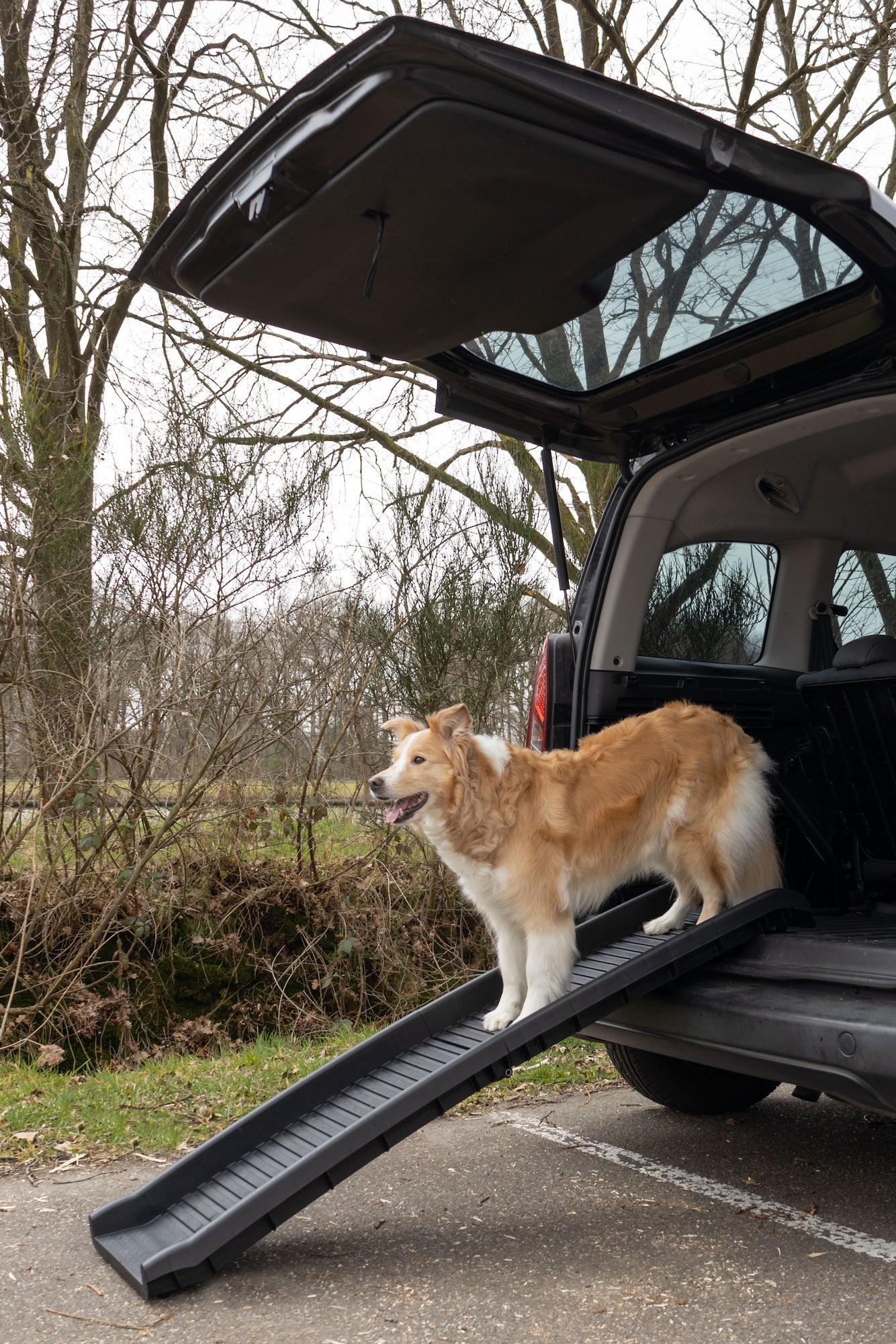 Hunderampe Zenna – Die ideale Einstiegshilfe für deinen Hund!