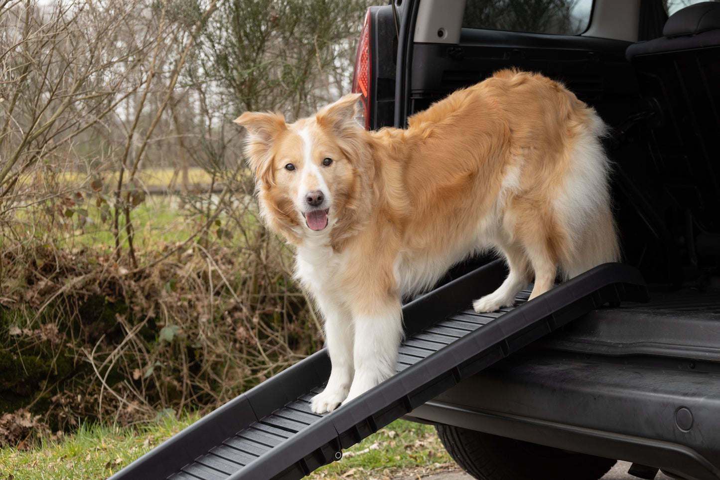 Hunderampe Zenna – Die ideale Einstiegshilfe für deinen Hund!