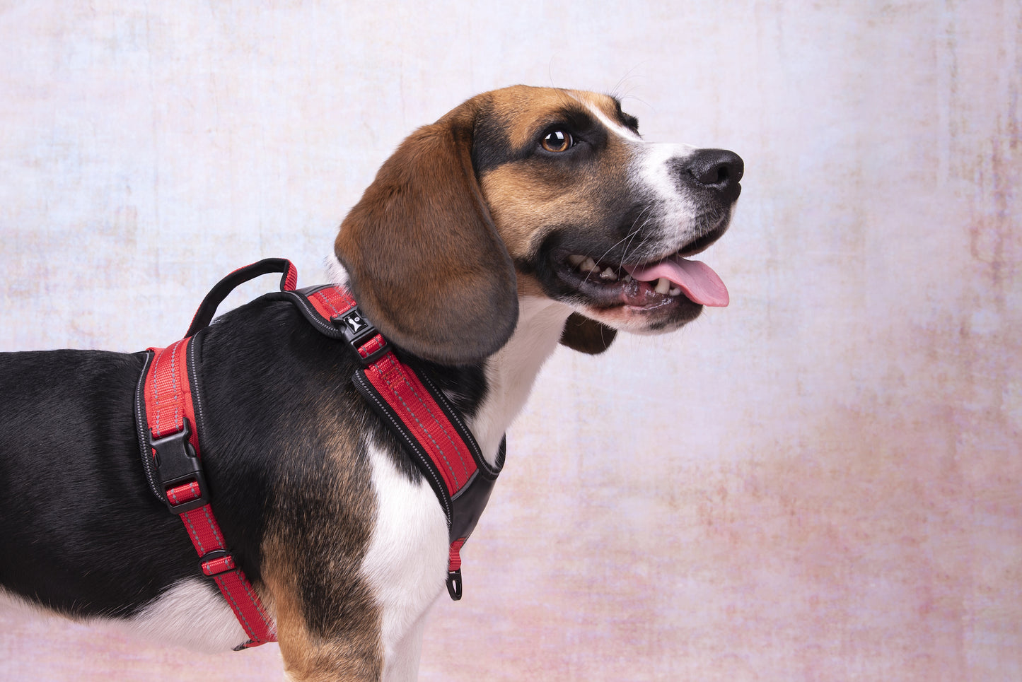 Toga Hundegeschirr – Perfekte Passform & Sicherheit bei jedem Abenteuer