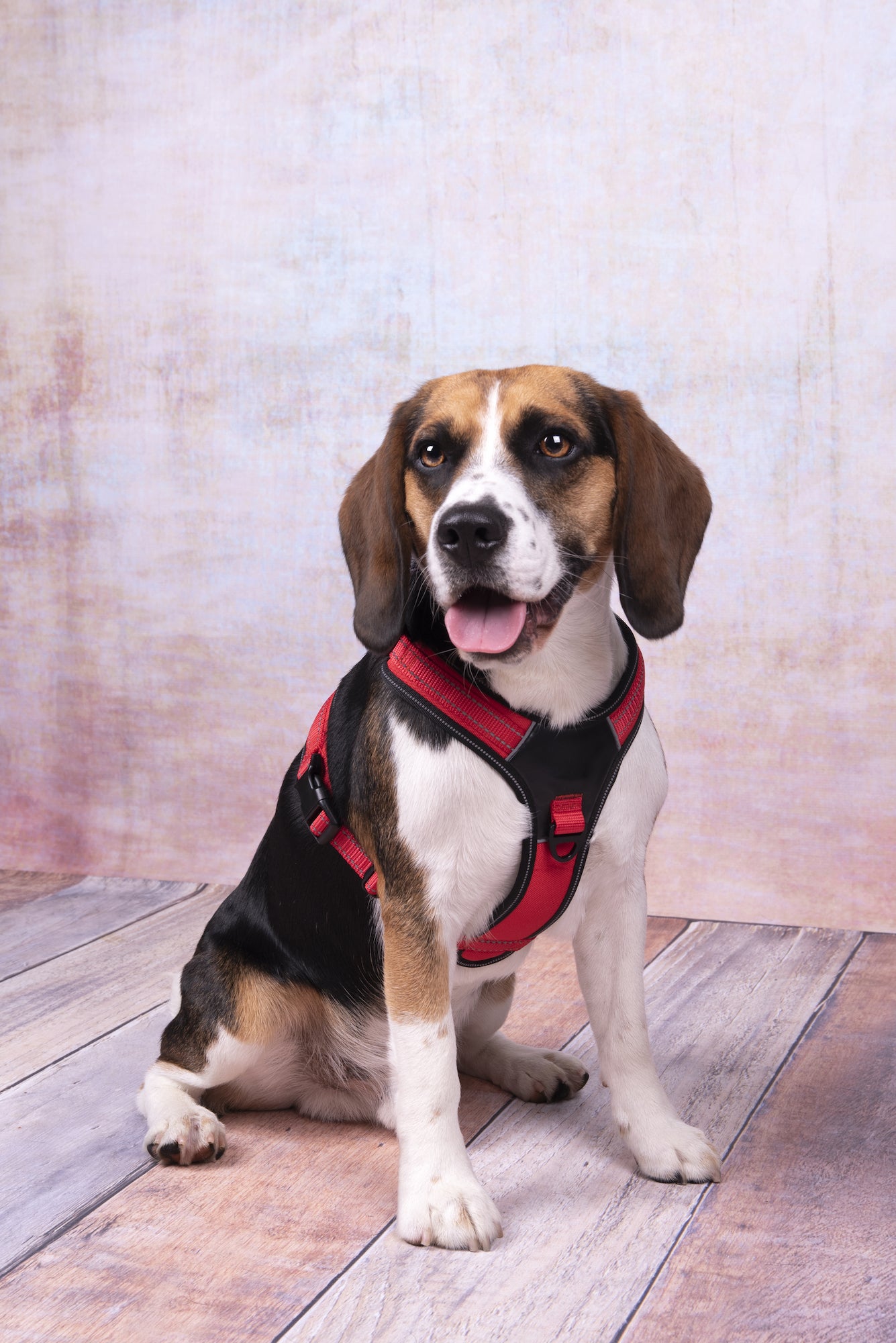 Toga Hundegeschirr – Perfekte Passform & Sicherheit bei jedem Abenteuer