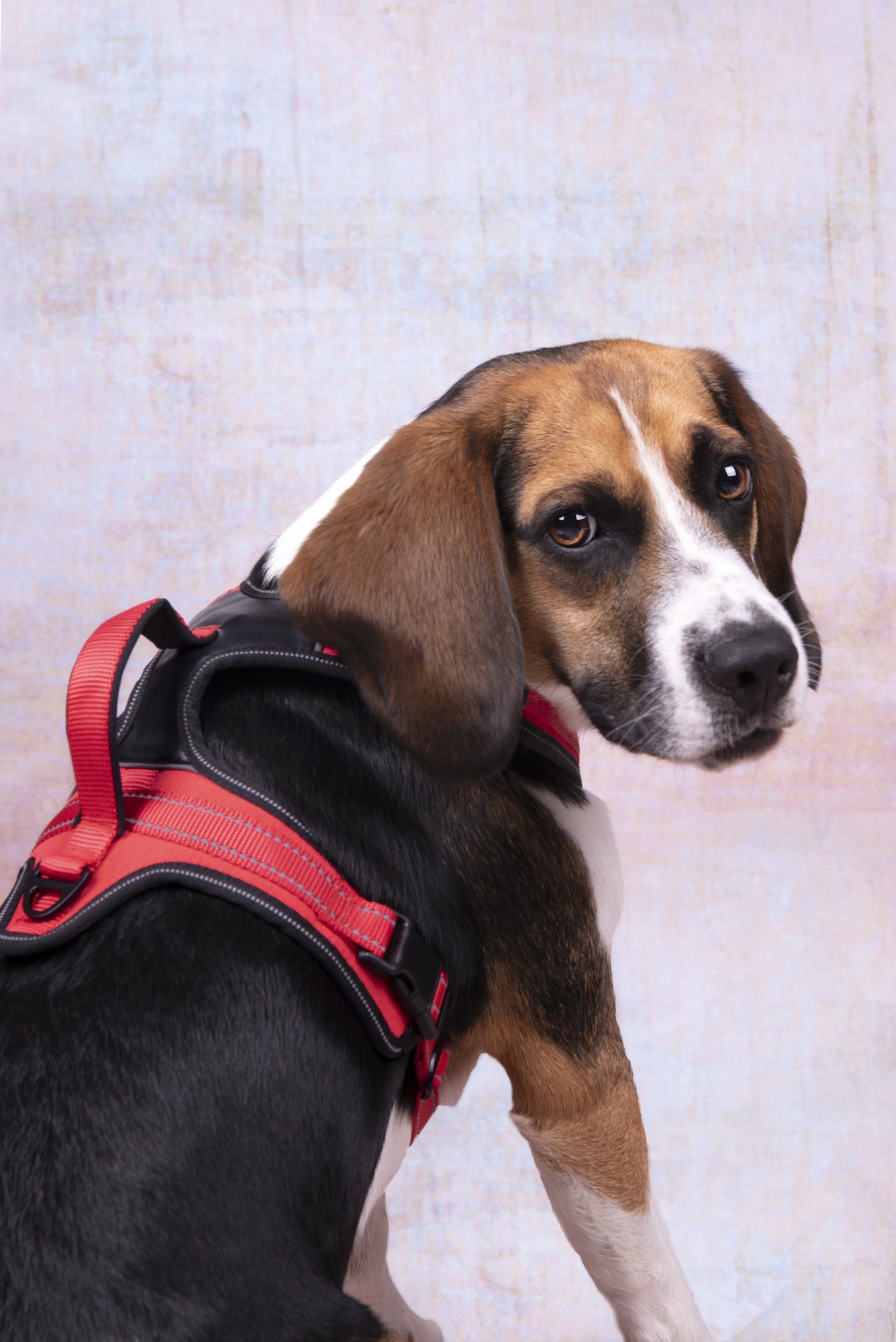 Toga Hundegeschirr – Perfekte Passform & Sicherheit bei jedem Abenteuer
