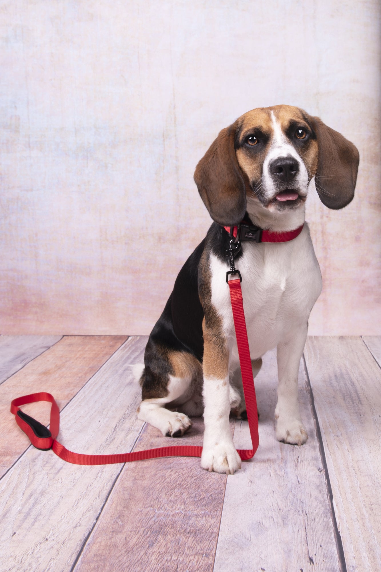 Abbi Hundehalsband – Stilvoll, Komfortabel & Funktional