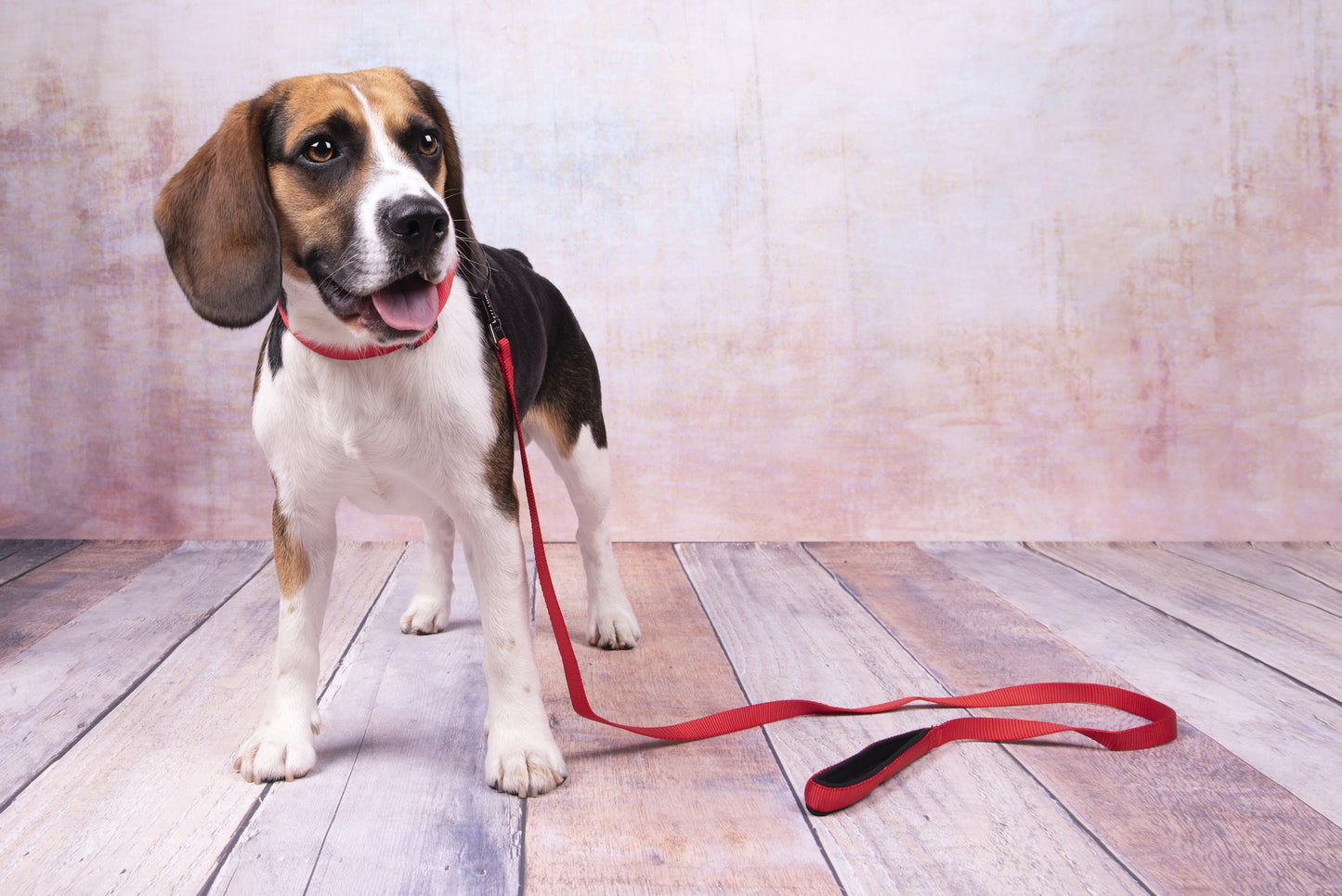 Abbi Hundehalsband – Stilvoll, Komfortabel & Funktional