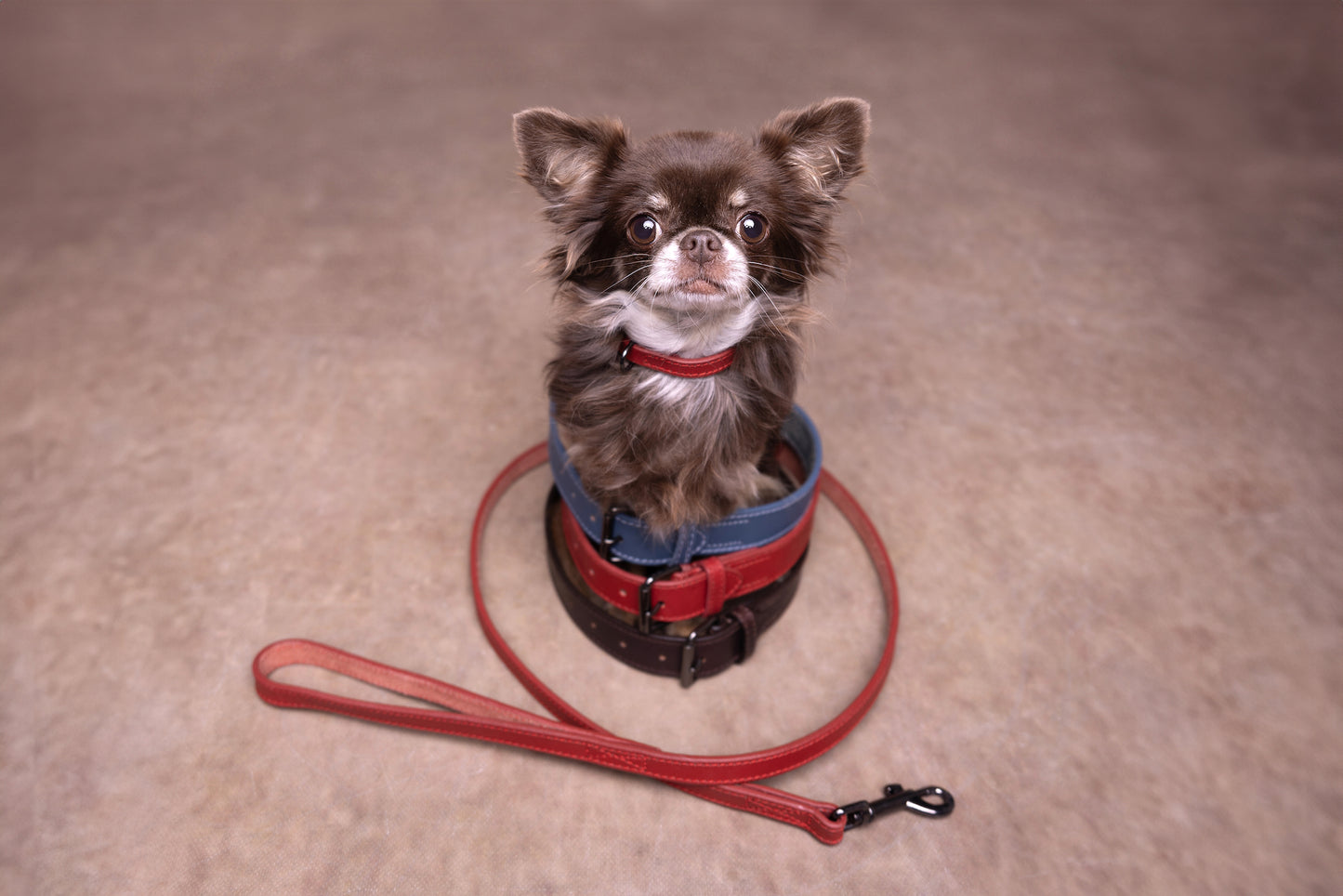 Leine Denver – Stilvolle & Robuste Lederleine für Ihren Hund