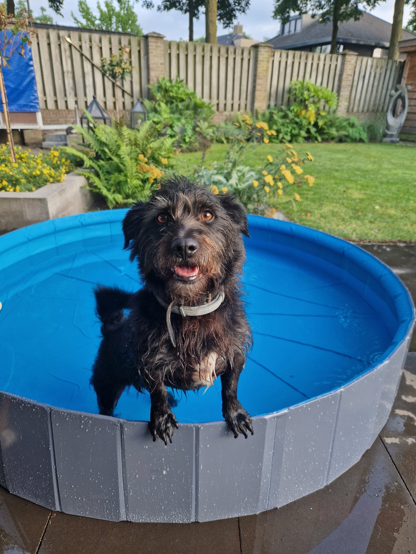 Spritziger Sommerspaß – Planschbecken mit Wassersprinkler für Hunde