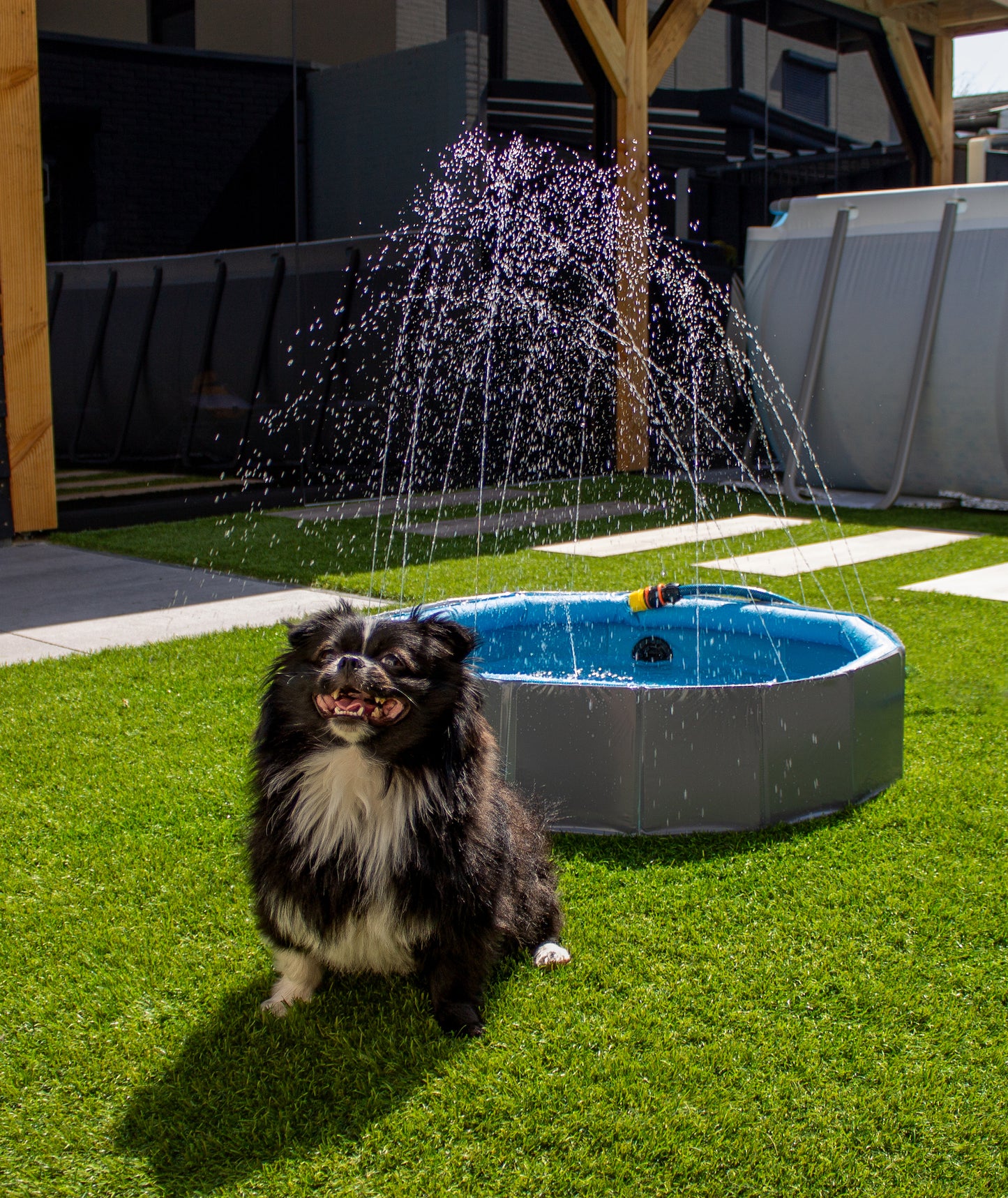 Spritziger Sommerspaß – Planschbecken mit Wassersprinkler für Hunde