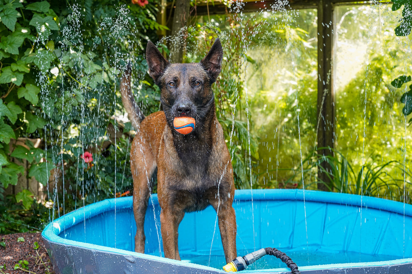 Spritziger Sommerspaß – Planschbecken mit Wassersprinkler für Hunde