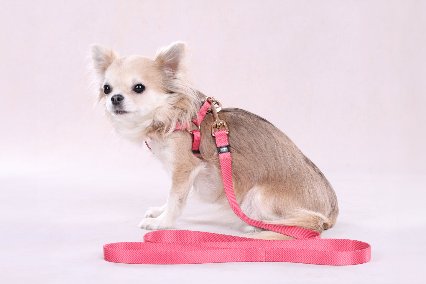 Leine Noekie – Stilvoll, Robust & Zuverlässig