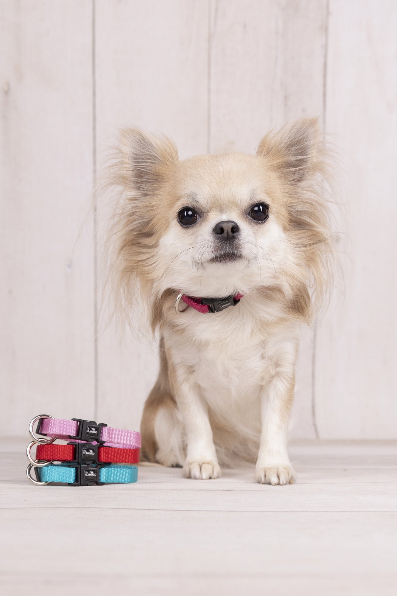 Halsband Ziggi – Perfekte Balance aus Eleganz, Schutz & Tragekomfort!