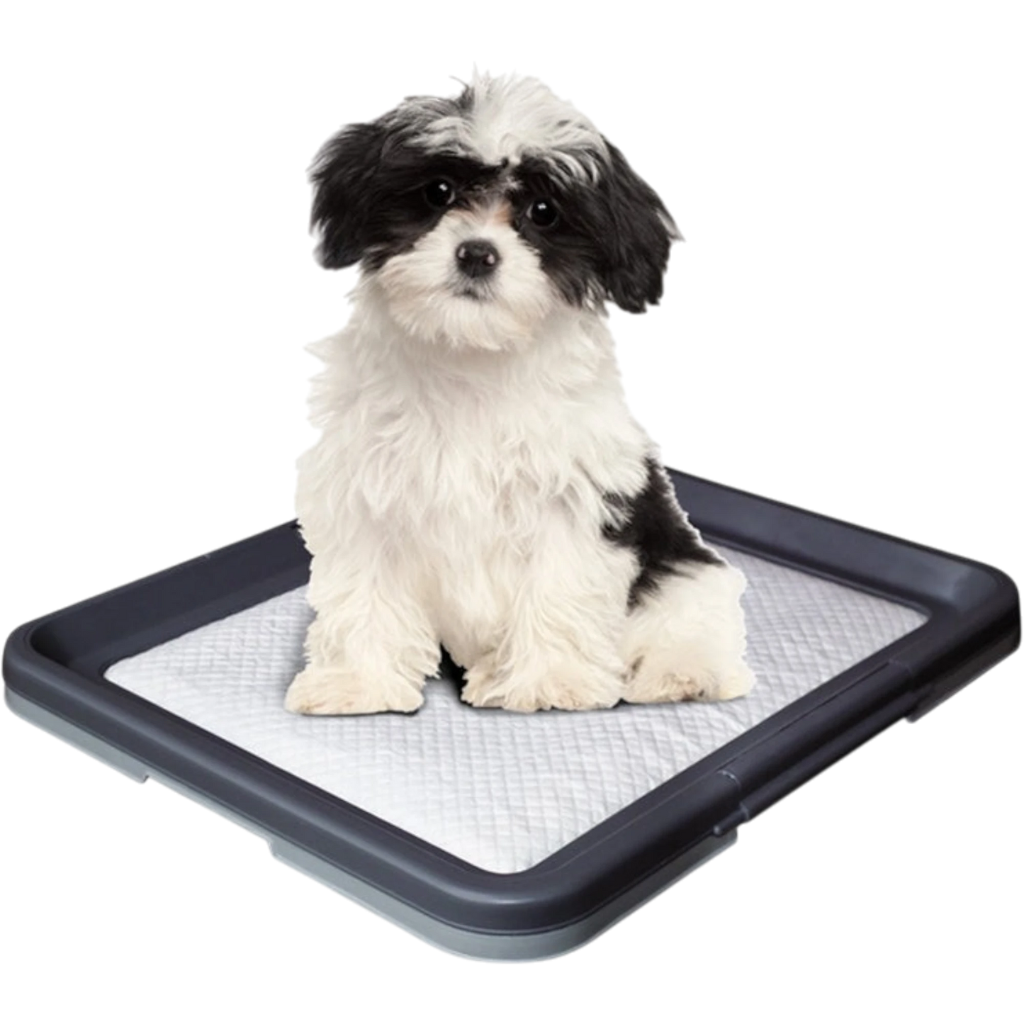 Doggy Trainer – Die ideale Hilfe für die Welpenerziehung & hygienische Sauberkeit
