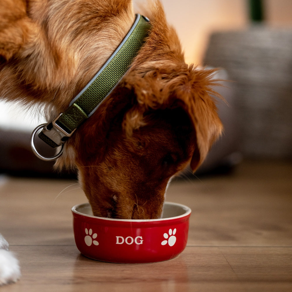 Hunde Keramiknapf „DOG“ – Stilvoll, zeitlos & funktional