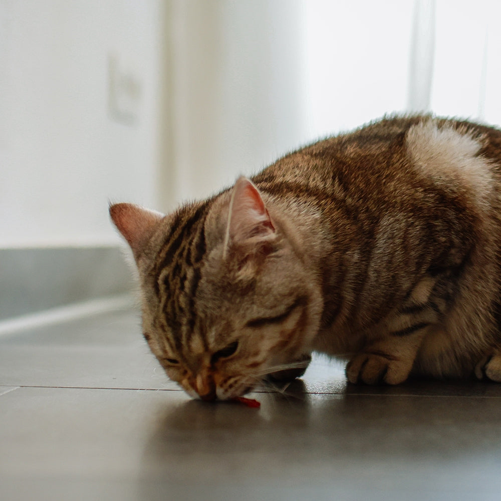 StarSnack Soft Chicken Fillet – Zarter Hähnchensnack für echte Genießer