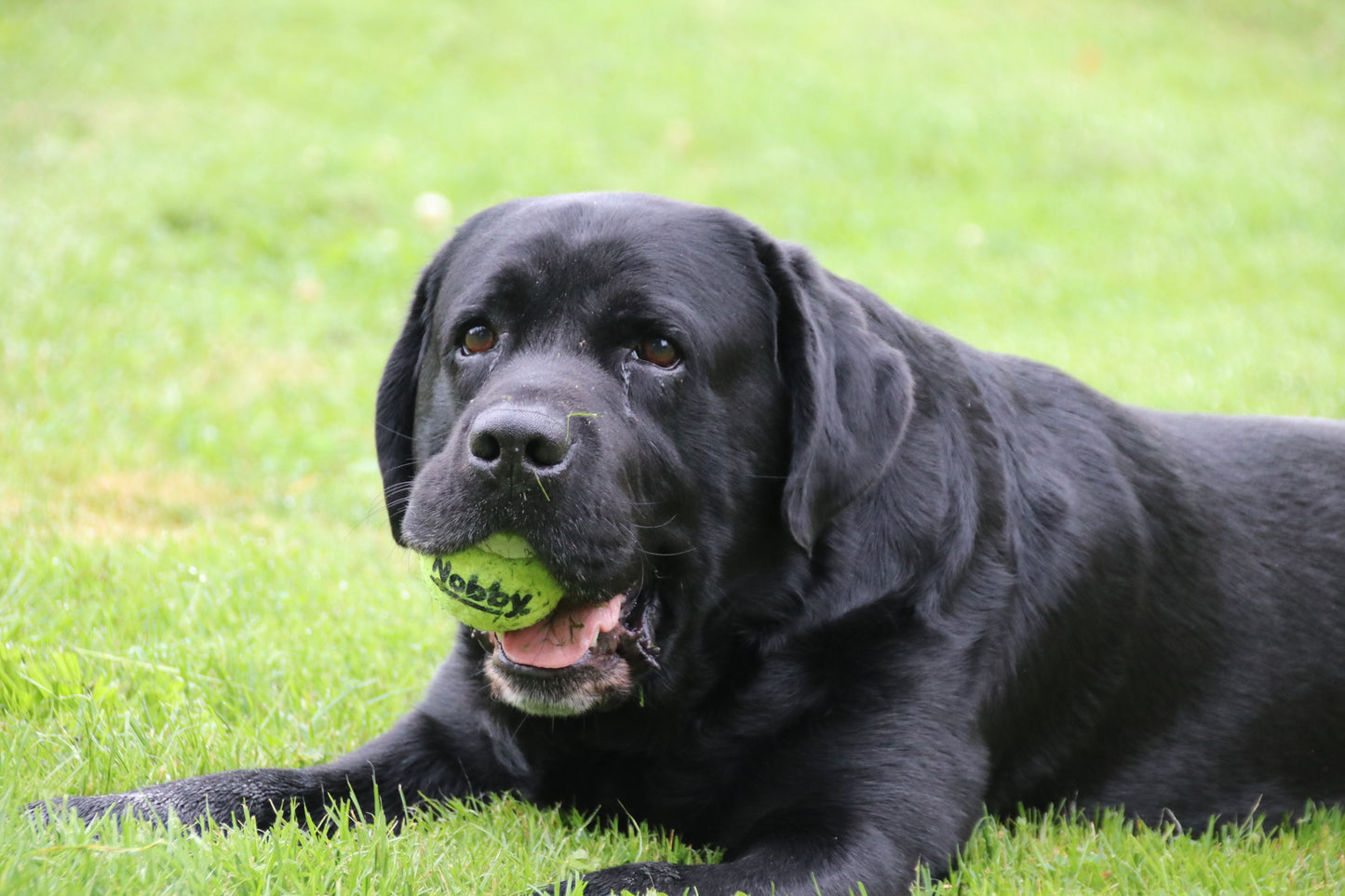 Tennisball XL – Der perfekte Apportierspaß für große Hunde