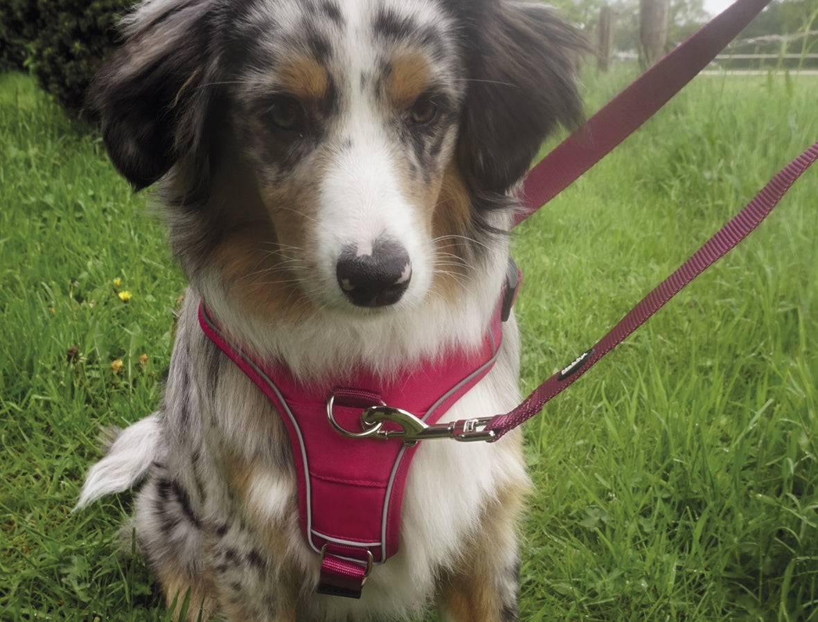 Komfortgeschirr "Mailo" – Maximale Sicherheit & perfekter Tragekomfort 🐾✨