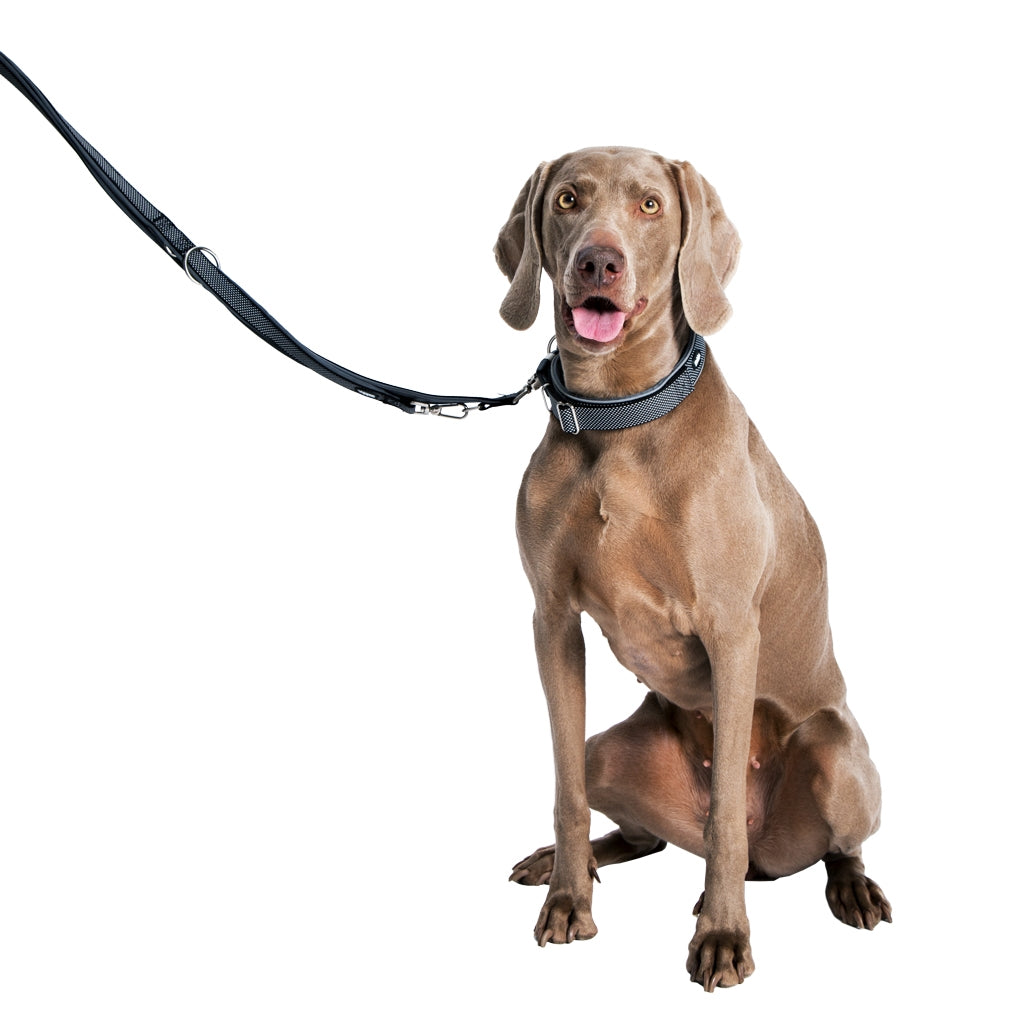 Halsband "Classic Preno Royal" – Königlicher Komfort für deinen Hund