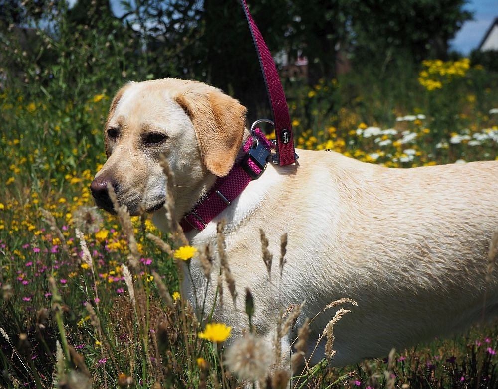 Halsband "Classic Preno Royal" – Königlicher Komfort für deinen Hund