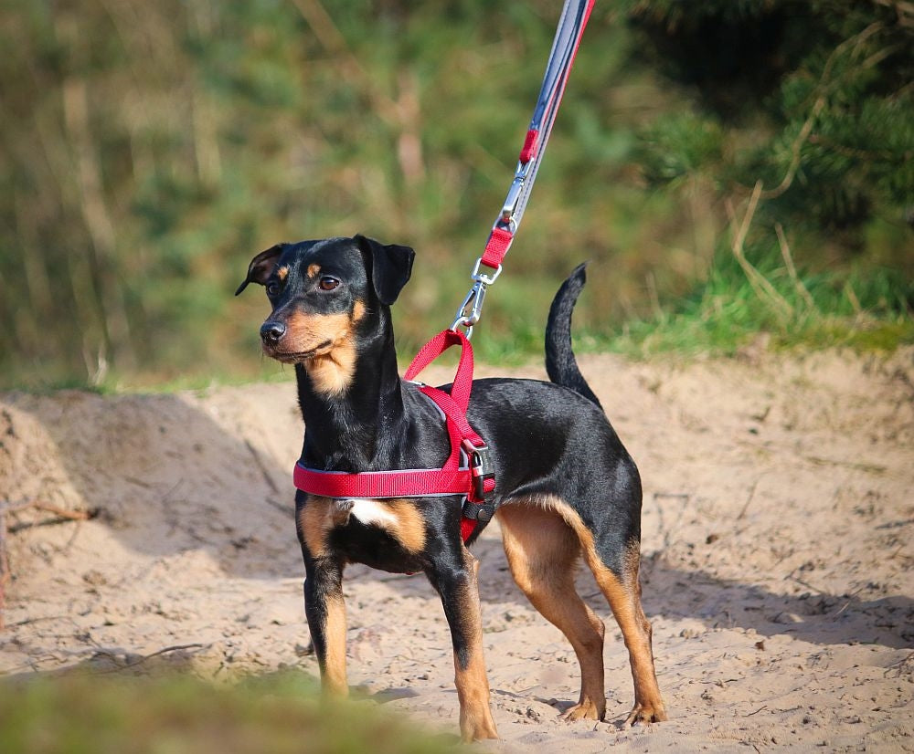 Norwegergeschirr "Classic Preno Royal" – Komfort & Stil für deinen Hund