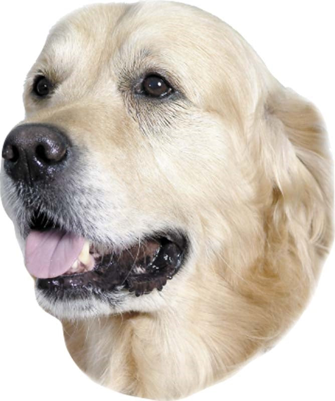 Aufkleber Golden Retriever
