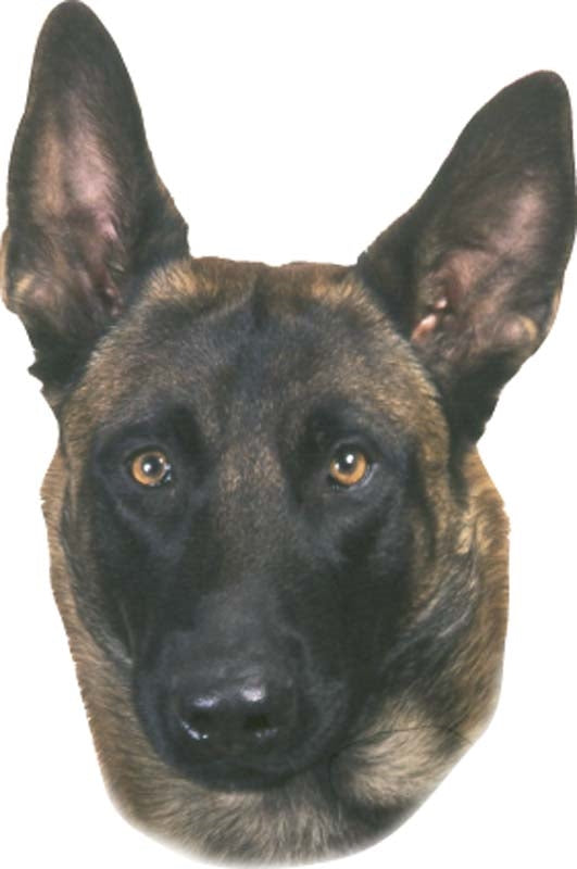 Aufkleber Malinois