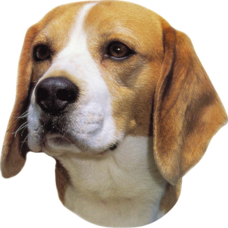 Aufkleber Beagle