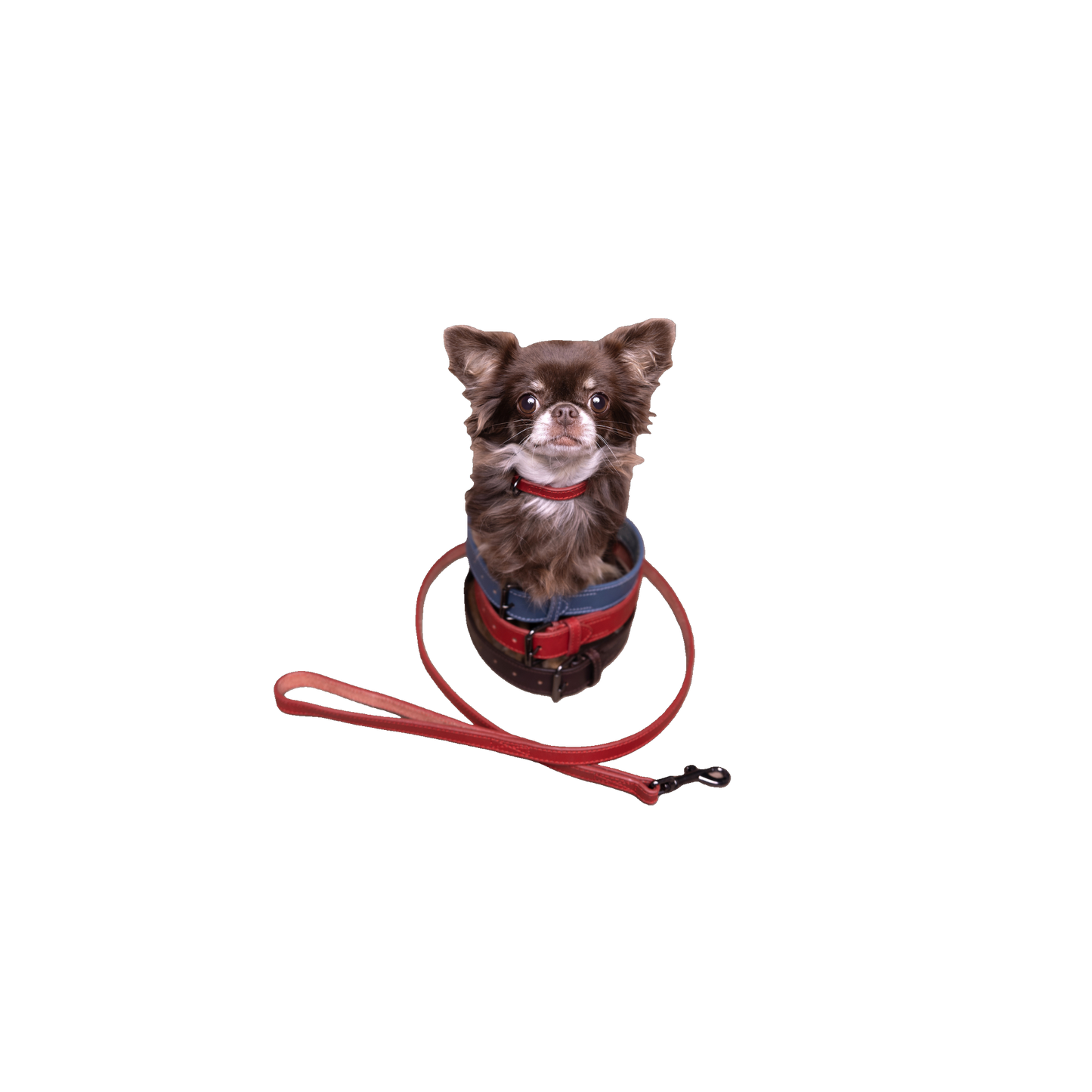 Halsband Denver – Robust, Stilvoll & Langlebig