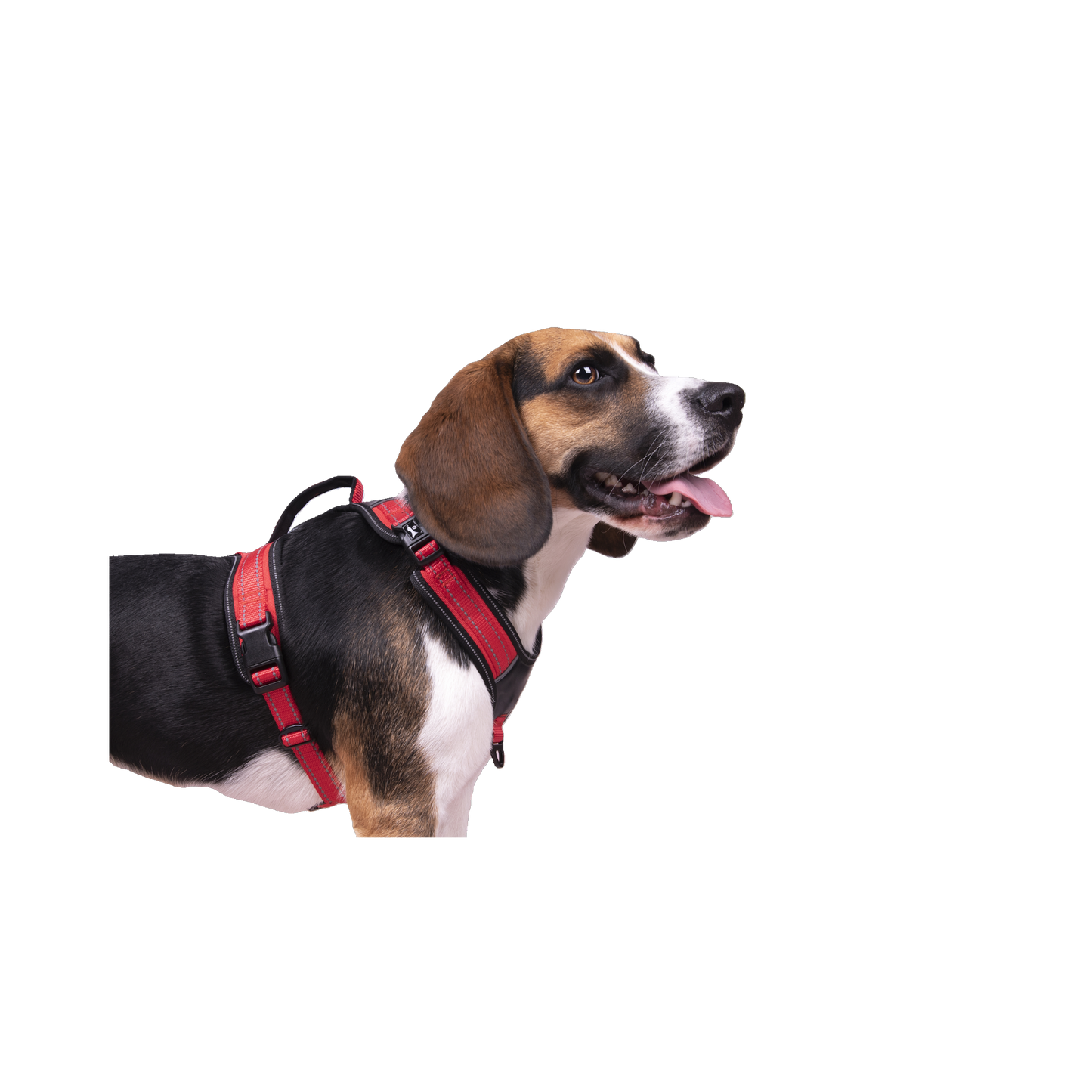 Toga Hundegeschirr – Perfekte Passform & Sicherheit bei jedem Abenteuer