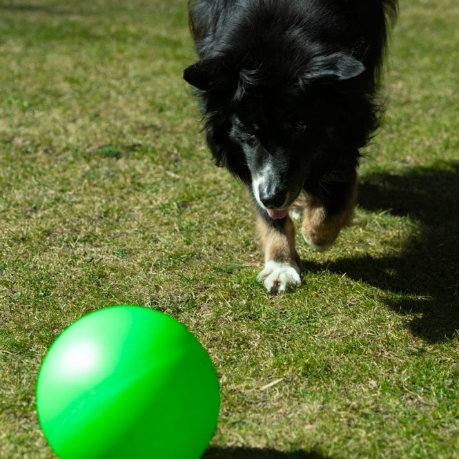 Treibball – Spiel, Sport und Köpfchen im kompakten Format