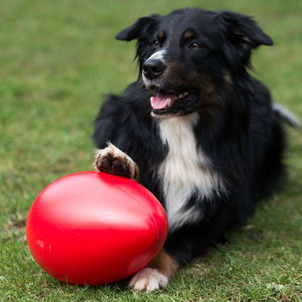 Treibei – Unberechenbarer Spielspaß für clevere Hunde