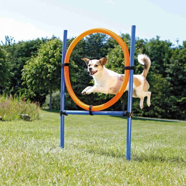 Agility & Dummys für Hunde