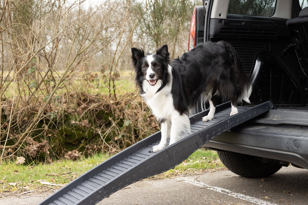 Hunderampe & Hundetreppe
