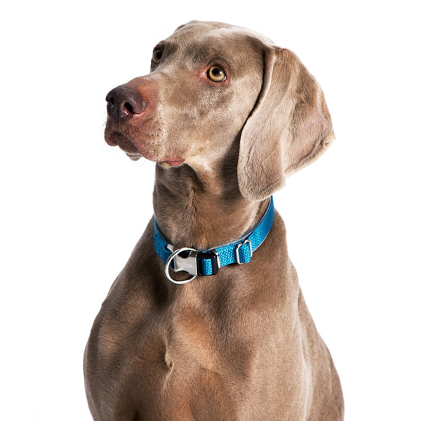 Hundehalsbänder