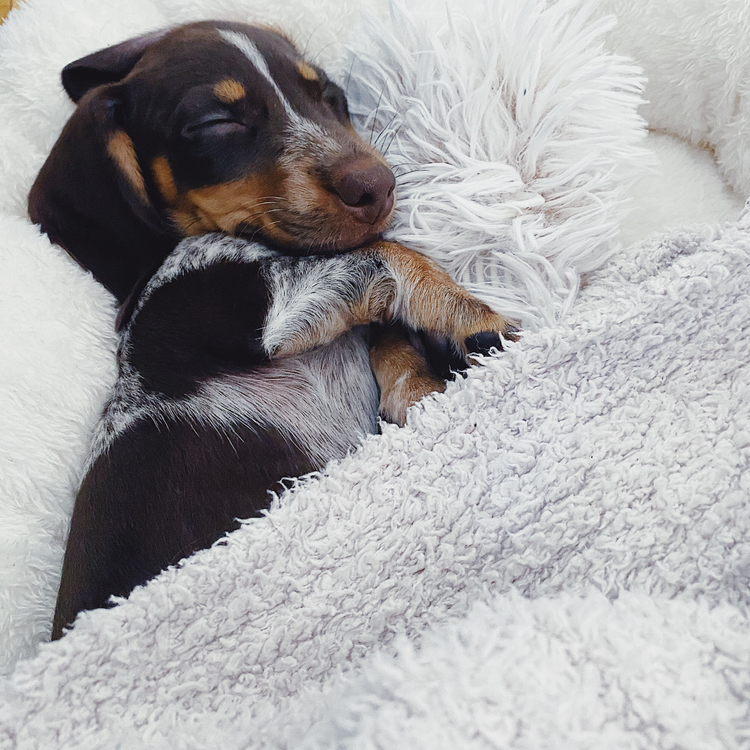 Fleece Hundedecke