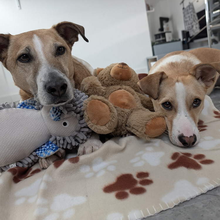 Hundedecken
