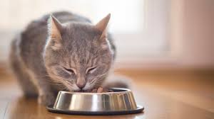 Katzennassfutter
