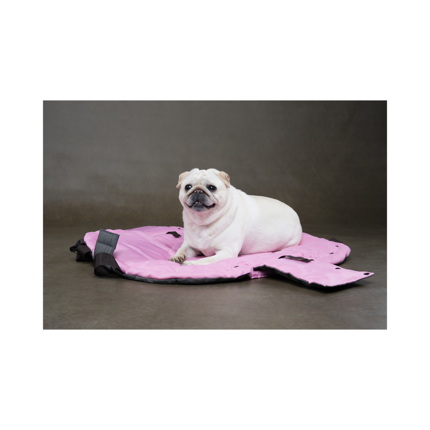 2-in-1 Hundetragetasche & Schlafdecke – Gemütlich unterwegs mit Stil