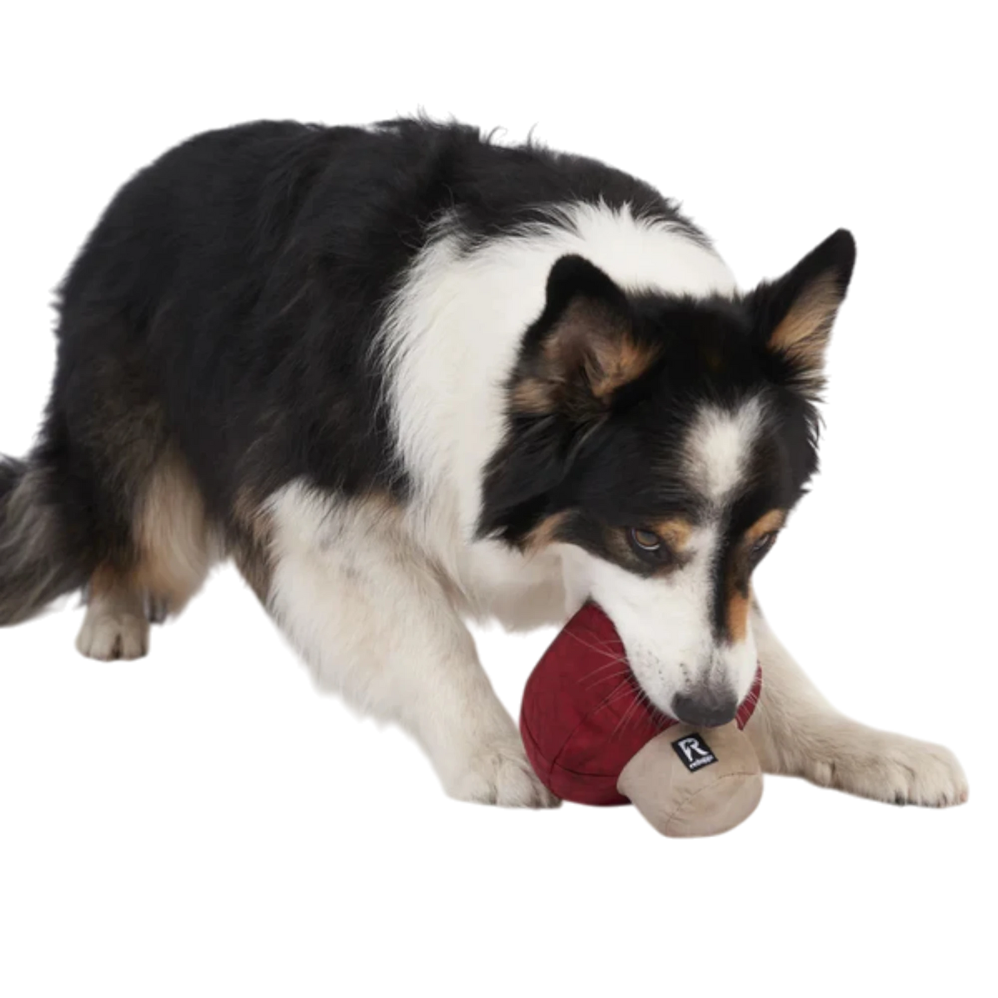 Redoggo Pilz – Nachhaltiger Suchspaß für kluge Spürnasen