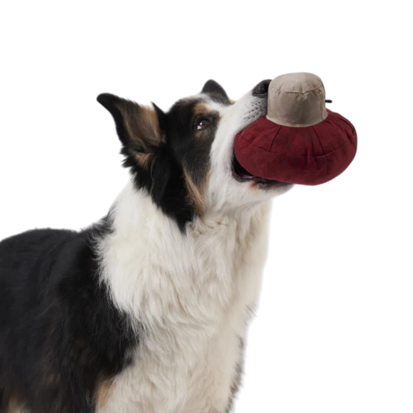 Redoggo Pilz – Nachhaltiger Suchspaß für kluge Spürnasen