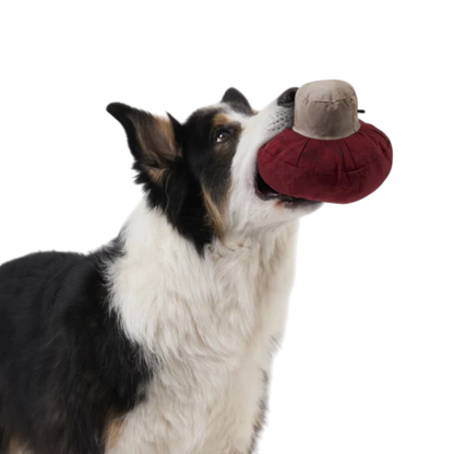 Redoggo Pilz – Nachhaltiger Suchspaß für kluge Spürnasen